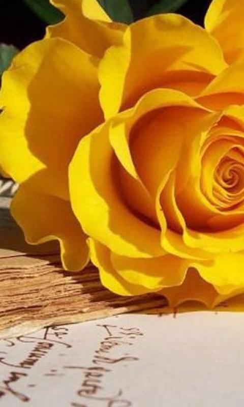 Roses 3d Wallpapers